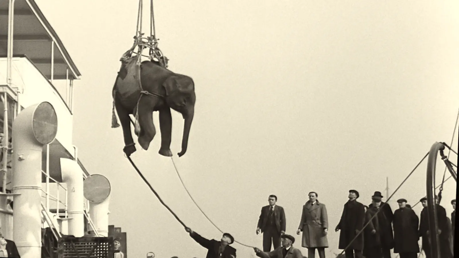 Elefante trasportato in un cargo