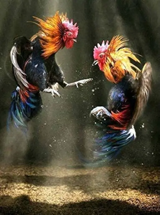 Galli